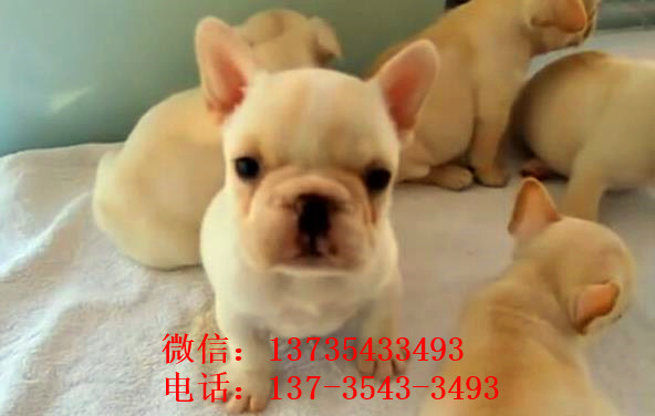 921212cc正版四不像，全面解答解释落实_q8b66.52.90